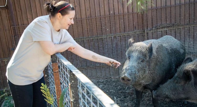 Szökött hód miatt törték át a vaddisznók a kerítést