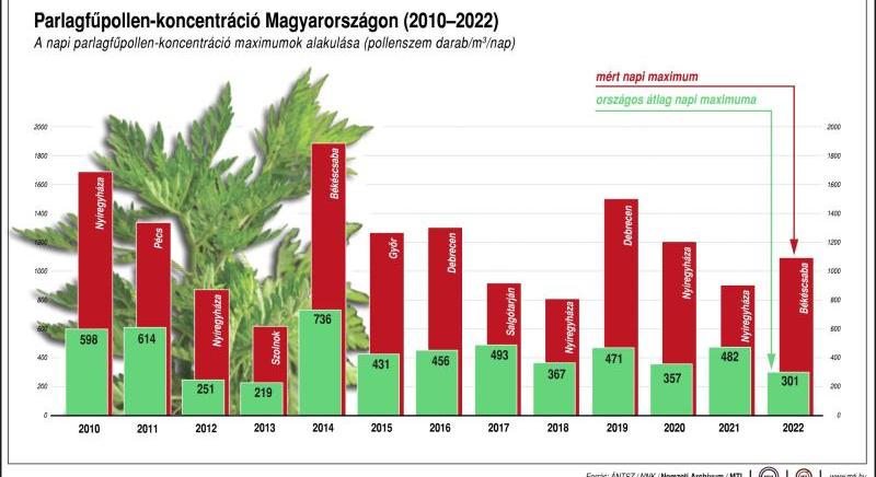 Tart a parlagfű pollenszezon csúcsidőszaka