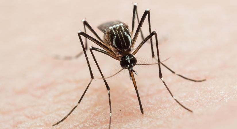 Veszélyes szúnyogok jelentek meg Budapesten: nyugat-nílusi lázat, Dengue vírust, Zika-lázat terjeszthetnek