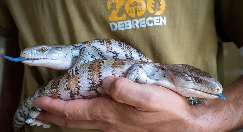 Korábban sosem tartott faj érkezett Franciaországból a debreceni állatkertbe