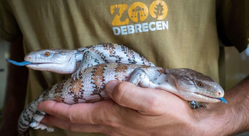 Nem a villanykábelt kapták be, ezeknek a debreceni gyíkoknak tényleg ilyen a nyelvük