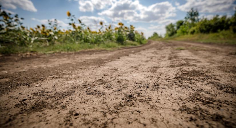 A repce vetéséhez égető szükség van a talaj átnedvesedésére