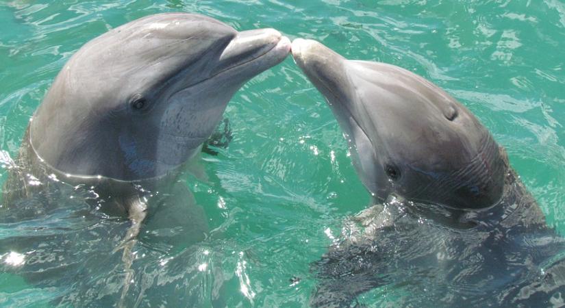 Terrorban tartja egy szexéhes delfin a fürdőzőket