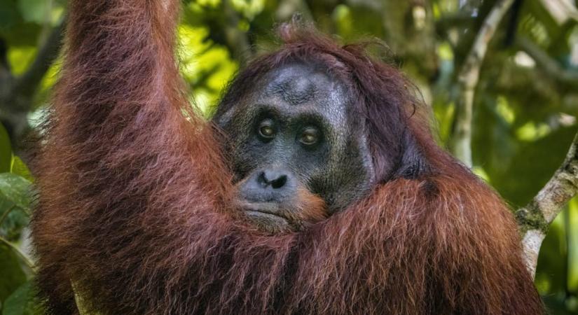 Két orangután is elpusztult idén nyáron a fővárosi állatkertben