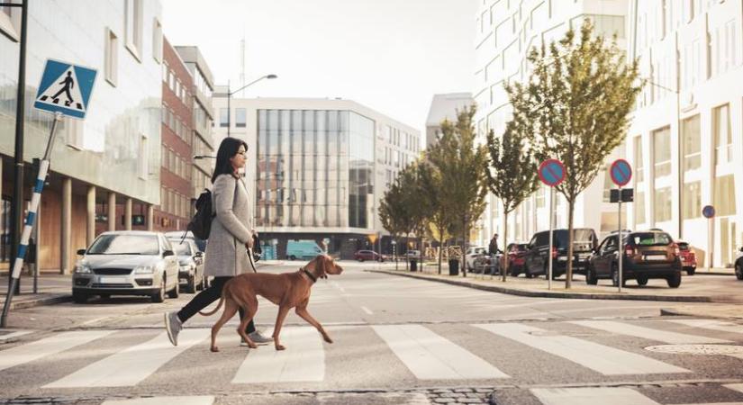 A legjobb helyek Budapesten, amit a kutyád imádni fog - És neked is tetszeni fog