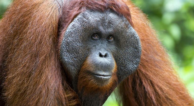 Váratlanul elpusztult két orangután a Fővárosi Állatkertben