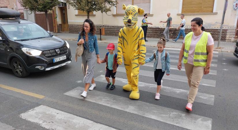 A tigris volt a sztár a péntek reggeli forgalomban