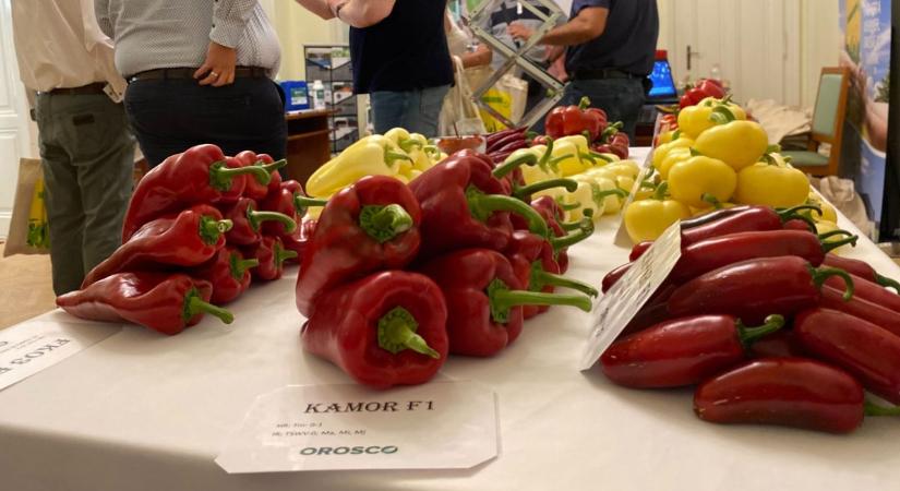 Ismét megtartották a vagány paprika napját Szentesen