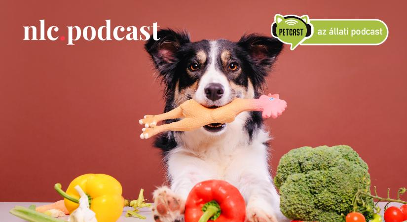 Petcast. Az állati podcast: Így etesd a kutyádat