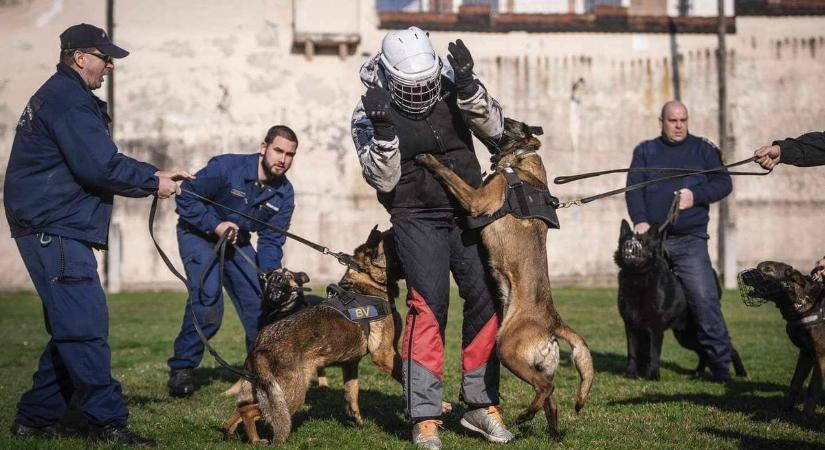 Bajbajutottakon segít és kutyákat is képez a salgótarjáni tűzoltó