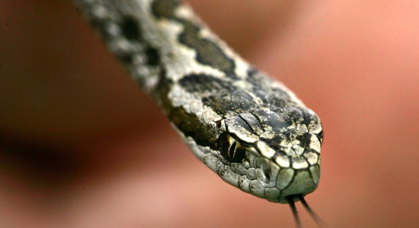 Rákosivipera-napot rendeznek a vadasparkban