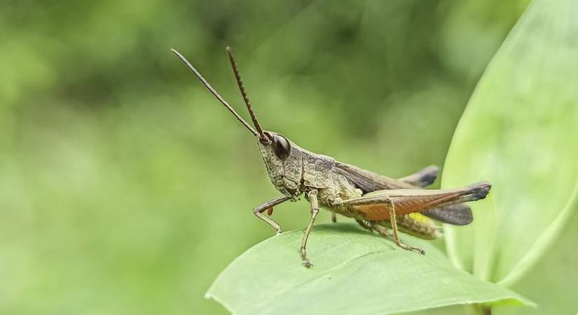 Szuperközeli képet készítettek egy sáska arcáról: különös látványt nyújt