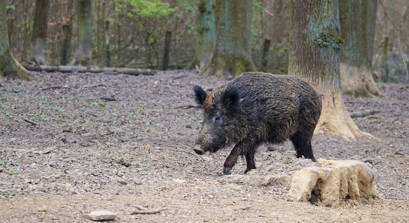 Egy vaddisznó okozott balesetet az M7-es autópályán