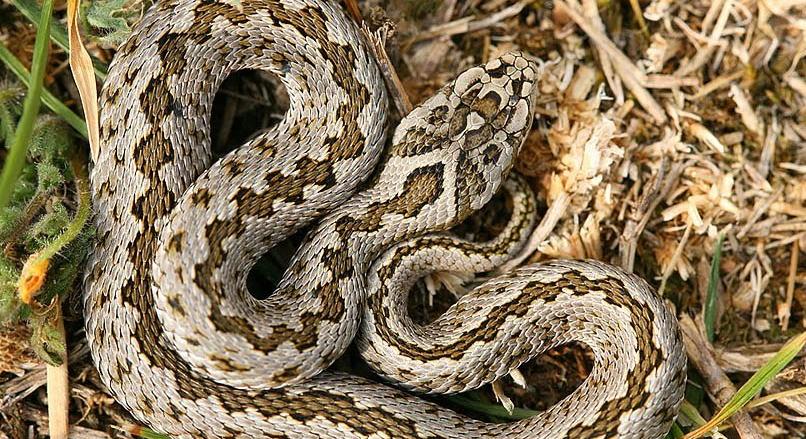 Rákosivipera-napot rendeznek ma a Szegedi Vadasparkban