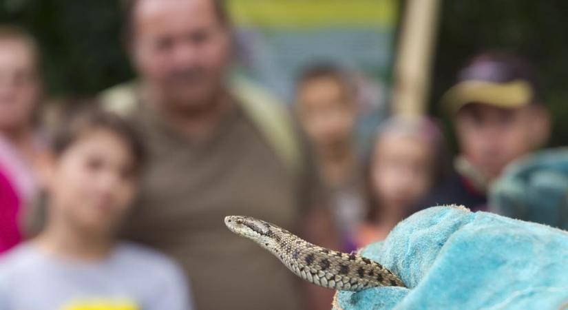 Nyilvános viperavizsgálatot rendeznek szombat délután a Szegedi Vadasparkban