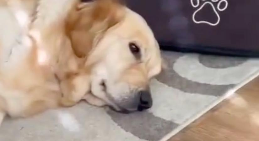 Vágják a golden retriever karmait: a labrador reakcióján pusztul a világ - Videó