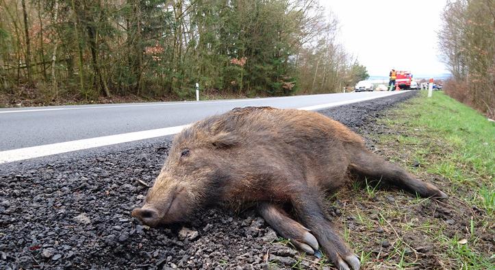 Sokkoló: vaddisznó támadt a suzukisra az M7-en  Videó a horrorbalesetről