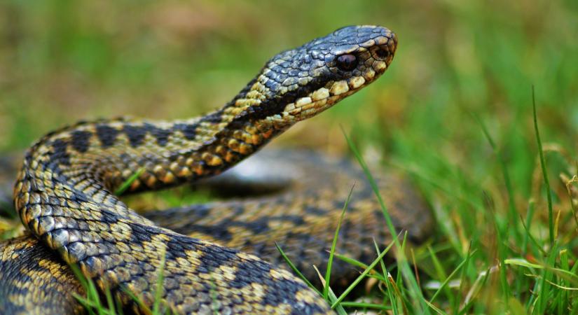 Rákosivipera-napot rendeznek szombaton a Szegedi Vadasparkban