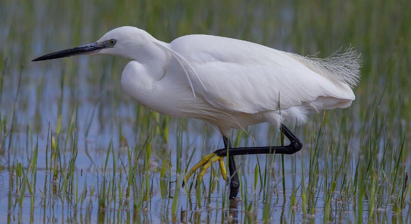 Színes fészektelep alakult ki a nagylaki kendergyár mellett