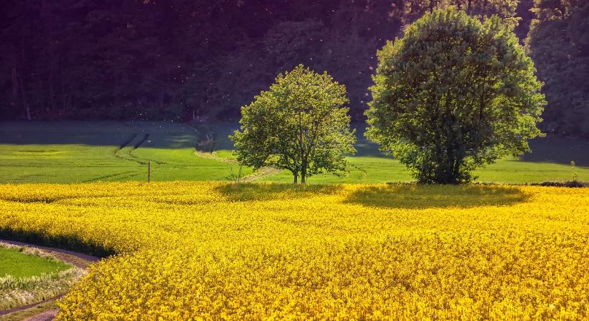 Stratégiai kihívások és megoldások az európai agráriumban