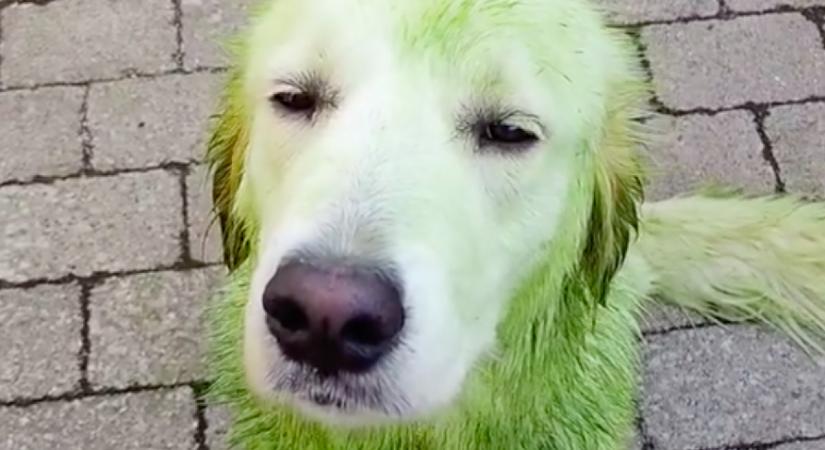 A gazdi nincs elragadtatva: mire gondolt ez a golden retriever? - Videó