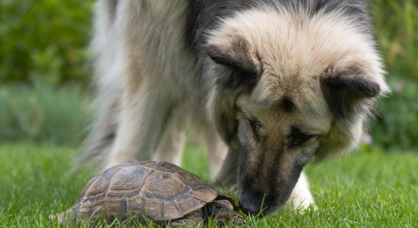 Teknősnek néz ki, pedig egy kutya van a képen: 6 vicces fotó háziállatokról