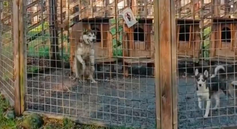 Felugrik a husky a kerítésre: amit ezután tesz, megdöbbenti a világot - Videó