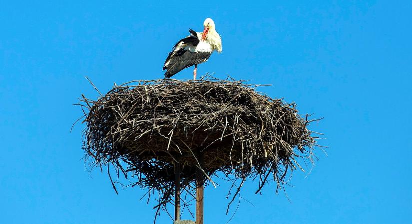 Költözni vagy maradni, ez itt a kérdés: a renitens gólyáké a jövő?