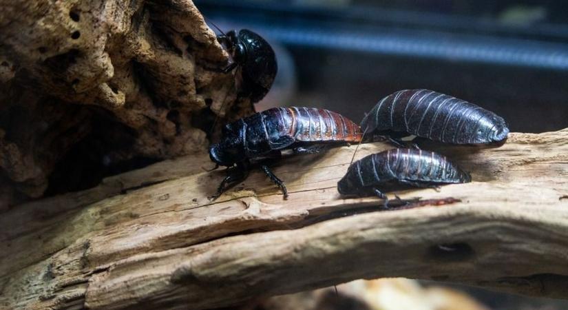 Csótányinvázió fenyeget: ellepnek bennünket