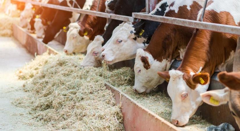 A holland gazdák akkor kapnak támogatást, ha nem termelnek