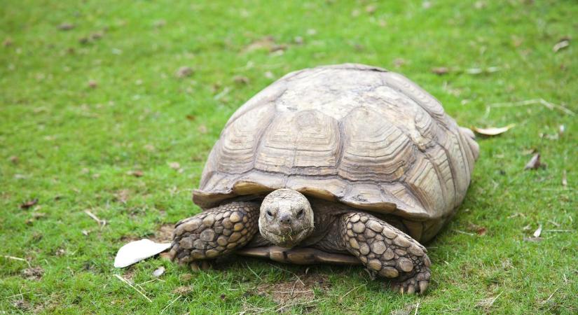 Egy bükki család udvarán találtak rá a szökésben lévő 9 kilós sarkantyús teknősre – videó