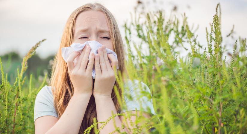 Egyre többen szenvednek a parlagfű miatt - az allergológus nem optimista