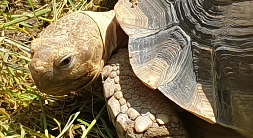 Szaharai sarkantyús teknős bukkant fel egy bükki családi ház udvarán