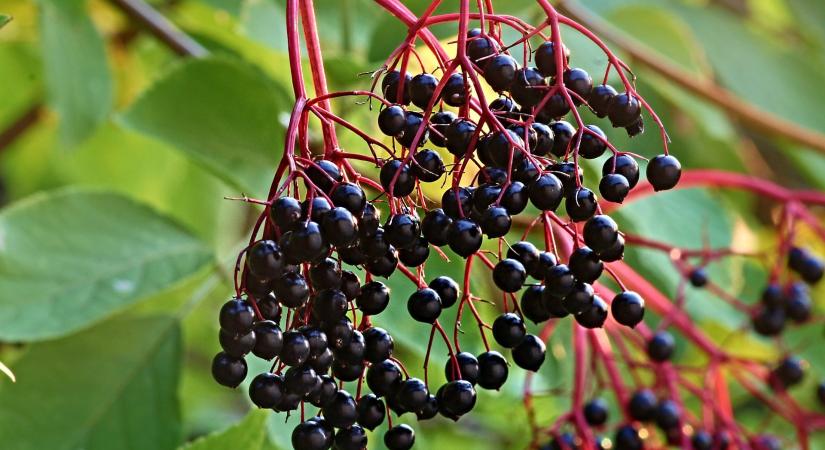 Állománypermetezéssel védjük a bodzát az amerikai fehér medvelepke ellen