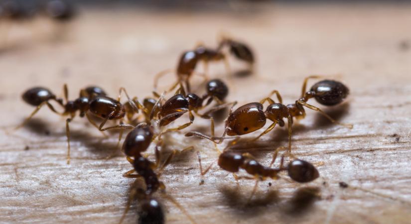 Ellepték az otthonodat a hangyák? Íme 4 módszer, amellyel könnyedén megszabadulhatsz tőlük