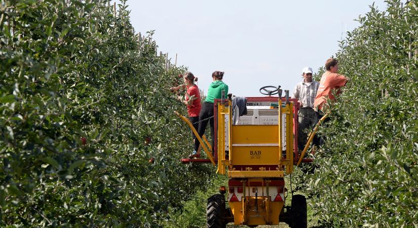 A szép magyar alma elmehet külföldre, jöhet helyette az olcsóbb külföldi