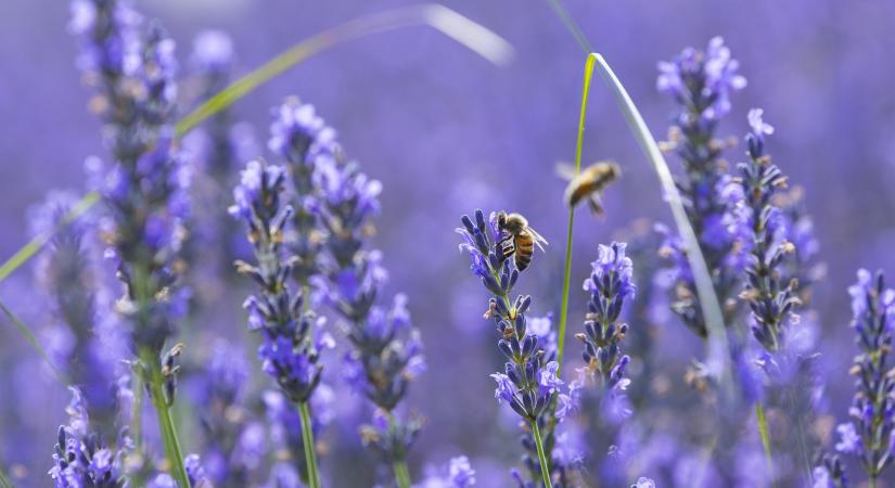 Kertész apósom minden ősszel ezt csinálja a levendulával: kétszer annyi és sokkal szebb virágot hoz jövőre