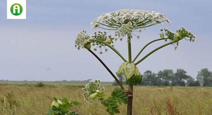 Veszélyes növény megjelenésére figyelmeztet az agrárminiszter