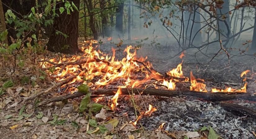 Így lángol még hétfőn is az erdő Szabadka határában (Galéria)