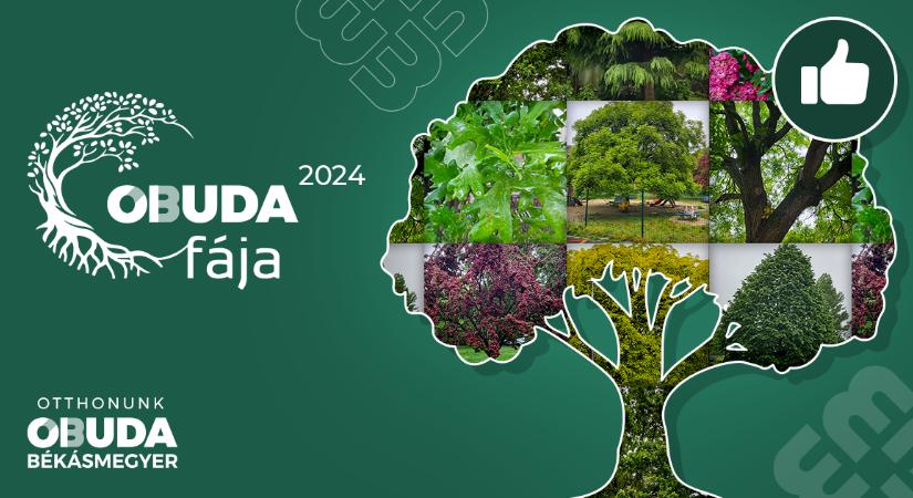 Óbuda fája 2024 – Indul a szavazás az idei jelöltekre!