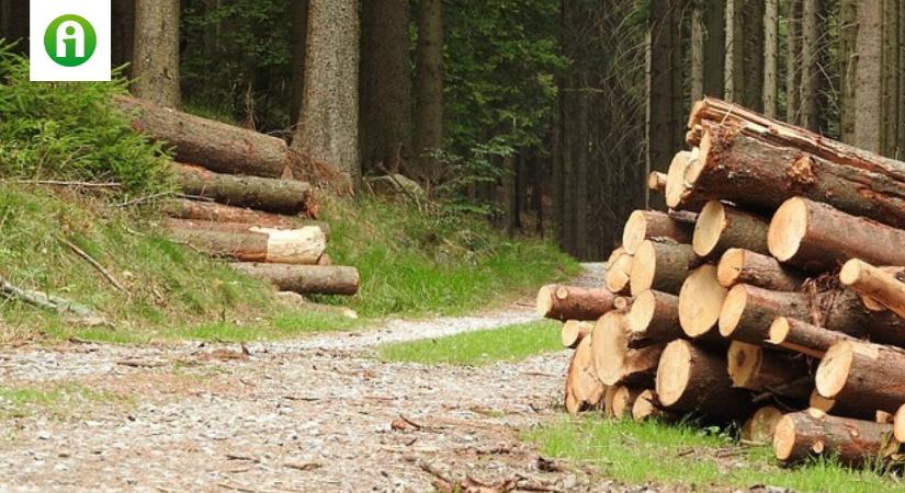 Figyelem, tőlük semmiképp ne vásárolj tűzifát!