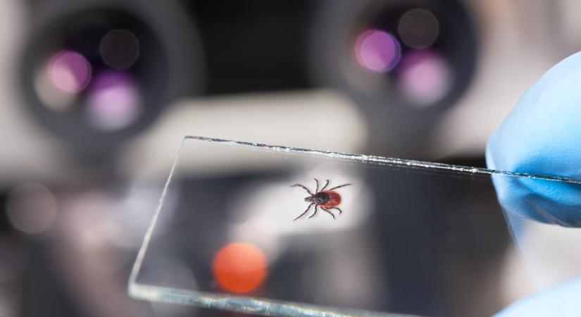 A kullancsok által terjesztett, eddig ismeretlen vírust fedeztek fel kínai kutatók