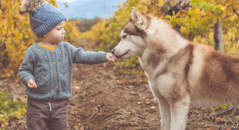 Miért játszunk? A játék evolúciós és társas szerepe az emberben és az állatvilágban