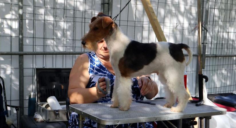 Gyönyörű négylábúak kápráztatták el a hajdúdorogi közönséget