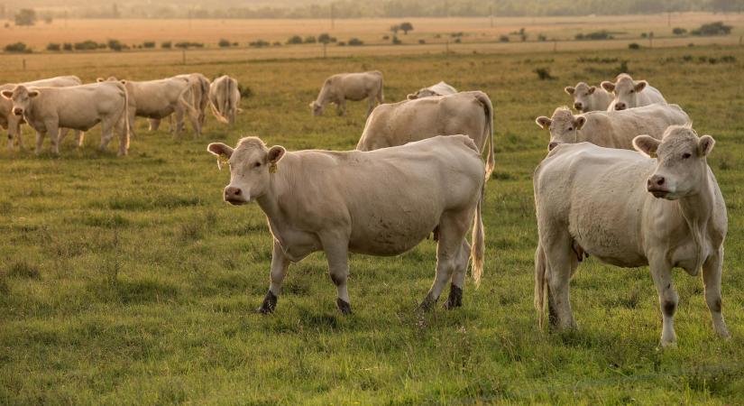 A tehénlepény ritka állatok és a fajgazdagság megmaradását segíti