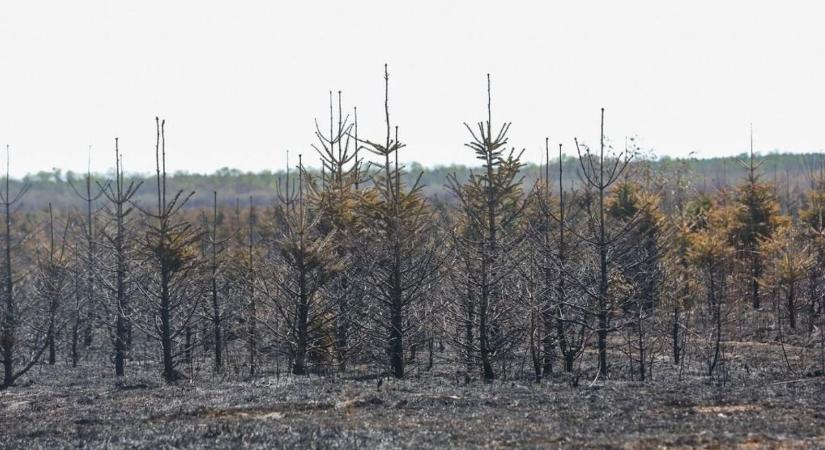 Szinte semmi sem maradt a Vas vármegyei tűzvész után, a szarvasokon kívül minden vad elpusztult