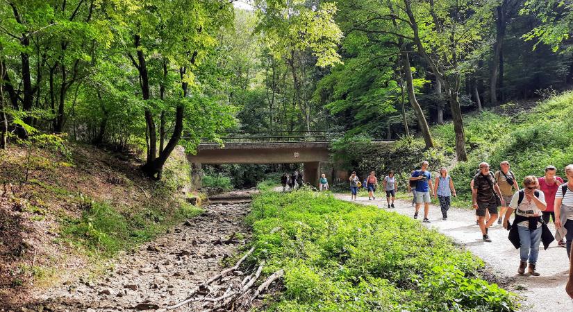 Teljesen kiszáradt a Cuha patak a Bakonyban