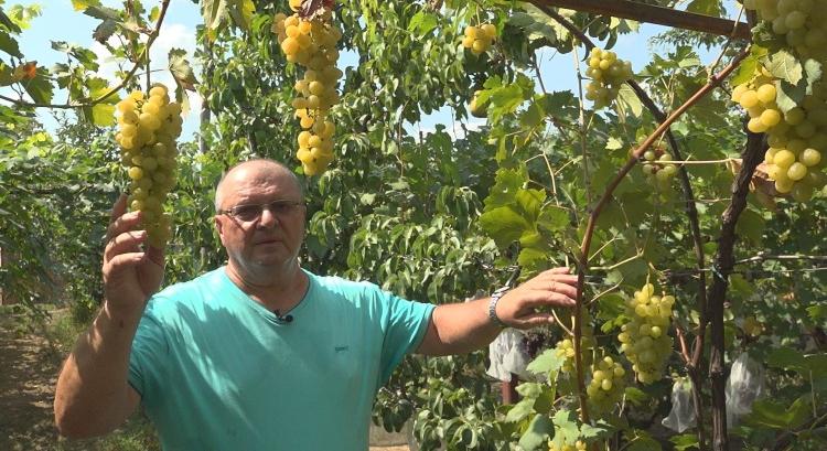 Majd’ 100 fajta csemegeszőlőt kóstolhatsz Benjaminnál