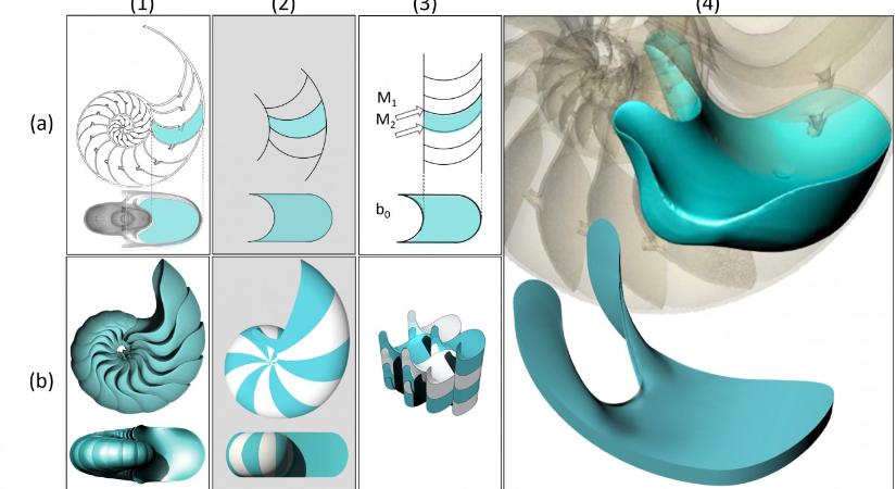 A BME kutatói által felfedezett lágy cellák lehetnek a földi élet geometriai építőkövei