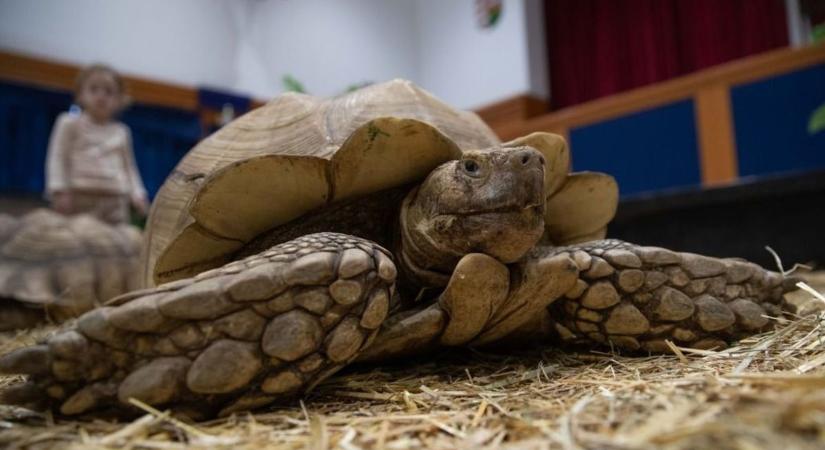 Egy egész páncélos had érkezik Nyírbátorba